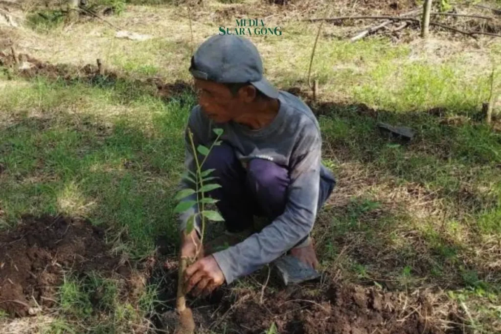 PT Paiton Energy Tanam 2.500 Bibit Gamal Demi Masa Depan