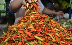 Usai Hari Raya Idulfitri, pergerakan harga kebutuhan pokok di Kota Malang menunjukkan tren penurunan, salah satunya harga Cabai