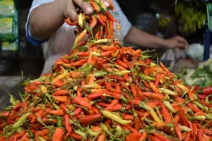 Harga Cabai Alami Penurunan di Beberapa Pasar Tradisional Kota Malang