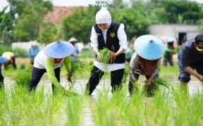 Jatim Sumbang 25 Persen Tanam Nasional, Gubernur Khofifah Berkomitmen Wujudkan Kedaulatan Pangan di Jawa Timur