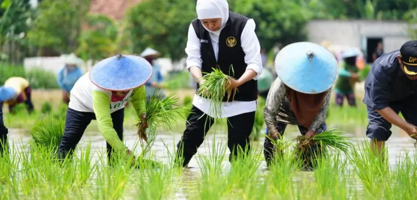 Jatim Sumbang 25 Persen Tanam Nasional, Gubernur Khofifah Berkomitmen Wujudkan Kedaulatan Pangan di Jawa Timur