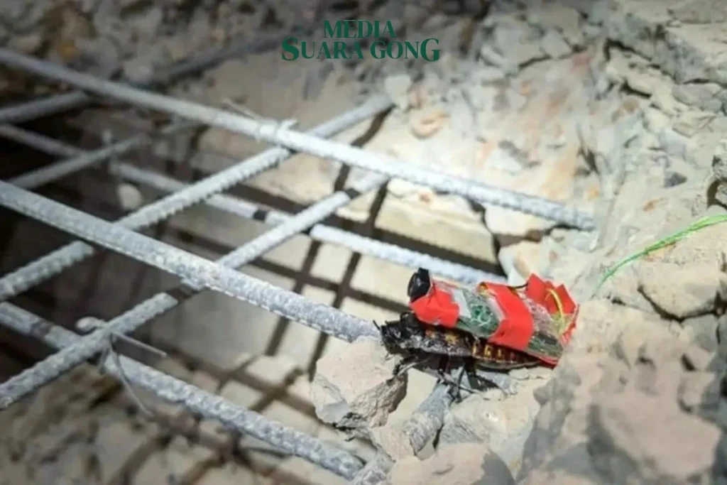 Singapura kerahkan kecoa cyborg untuk mencari korban gempa Myanmar (Sumber: HTXSG Facebook)