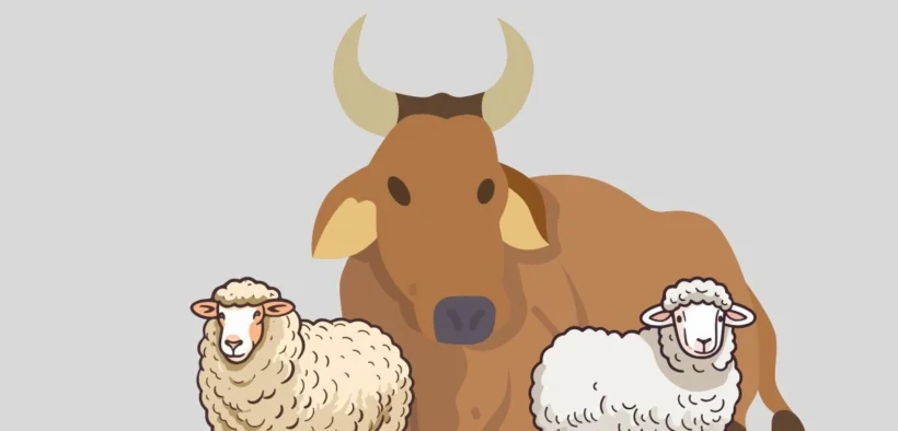 Bagaimana hewan kurban yang baik itu (Ilustrasi oleh: Galih)