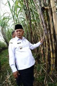 Bupati Malang M Sanusi melirik potensi tebu varietas Cening yang sedang naik daun di Banyuwangi dan ingin mengembangkannya