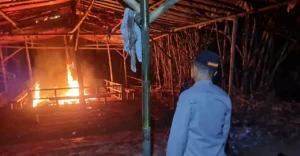 Polisi Gerebek Judi Sabung Ayam di Karangploso