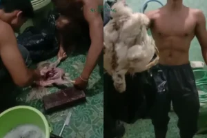 Atlet Kabupaten Malang Konsumsi Ayam Tiren, Pemkab Segera Cairkan Dana Porprov
