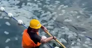 Beredar video di media sosial yang memperlihatkan petugas proyek tengah menyedot ribuan ubur-ubur dari PLTU Paiton, Kabupaten Probolinggo