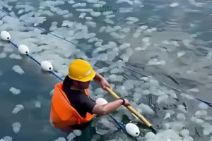 Ribuan Ubur-Ubur Serbu Perairan Paiton Kabupaten Probolinggo