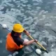 Beredar video di media sosial yang memperlihatkan petugas proyek tengah menyedot ribuan ubur-ubur dari PLTU Paiton, Kabupaten Probolinggo
