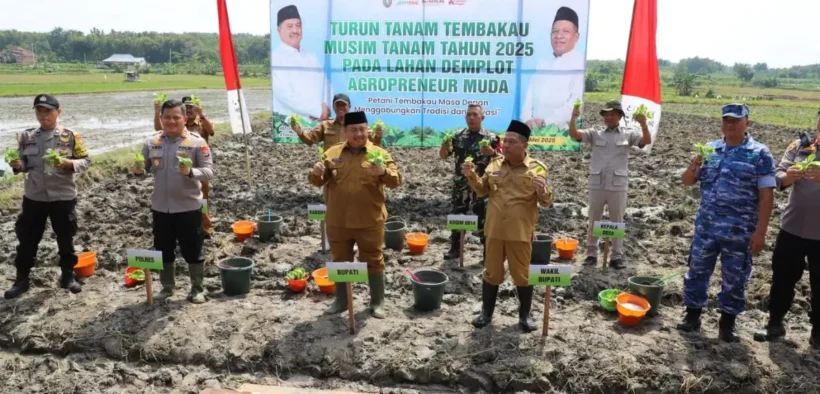 Pemerintah Kabupaten (Pemkab) Jombang melalui Dinas Pertanian gelar sosialisasi sekaligus kegiatan turun tanam tembakau musim tanam 2025
