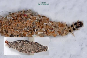 Waspada Kamitetep! Kenali 4 Gejala Sakit Kulit Akibat Serangga Rumah Ini