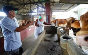 Menjelang Hari Raya Idul Adha 1446 H, Bupati Kediri, Mas Dhito, menegaskan komitmennya untuk memastikan kelayakan hewan kurban