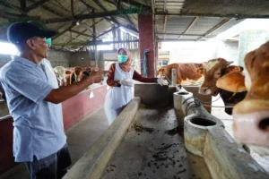 Jelang Idul Adha, Bupati Kediri Pantau Kesehatan Hewan Kurban