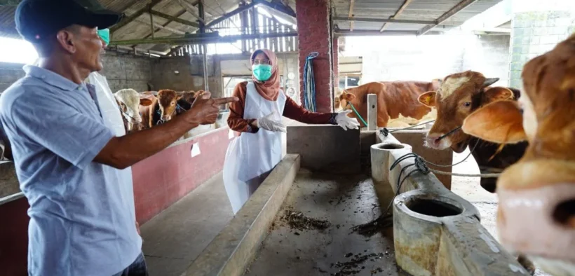 Menjelang Hari Raya Idul Adha 1446 H, Bupati Kediri, Mas Dhito, menegaskan komitmennya untuk memastikan kelayakan hewan kurban