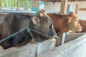 Dispangtan Kota Malang Antisipasi PMK dan LSDV Jelang Idul adha