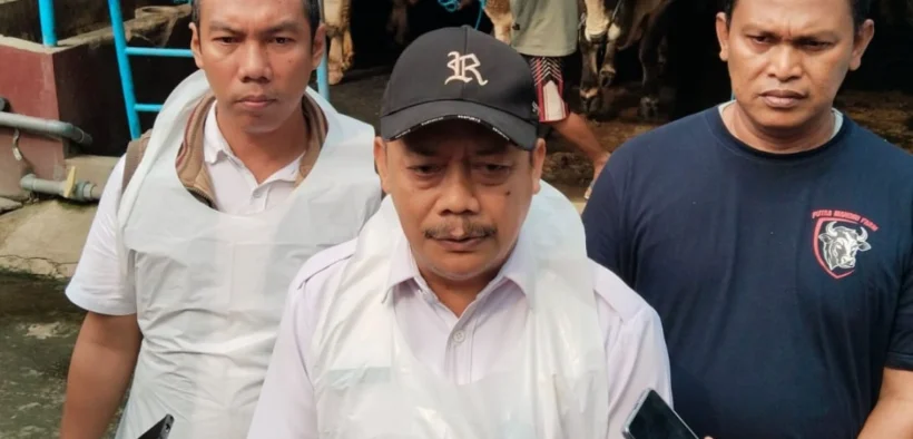 Dinas Peternakan Kabupaten Jombang mengecek sapi kurban yang akan dikirimkan Presiden Prabowo Subianto, untuk masyarakat Jombang