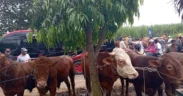 Pemkab Malang Gencarkan Pemeriksaan Kesehatan Hewan Kurban Jelang Idul Adha
