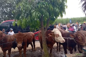 Pemkab Malang Terjunkan Tim Medis untuk Cek Kesehatan Hewan Kurban