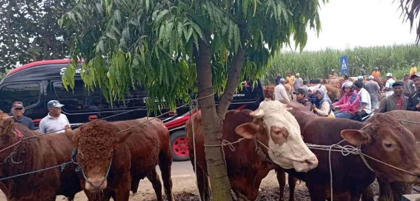 Pemkab Malang Gencarkan Pemeriksaan Kesehatan Hewan Kurban Jelang Idul Adha
