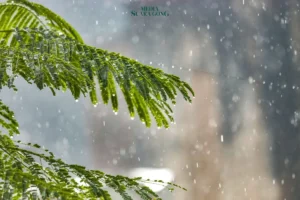 Fenomena Kemarau Basah Landa Indonesia hingga Agustus 2025