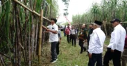 Bupati Malang M Sanusi melirik potensi tebu varietas Cening yang sedang naik daun di Banyuwangi dan ingin mengembangkannya