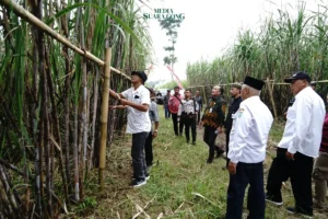 Bupati Malang Ingin Kembangkan Varietas Tebu Cening