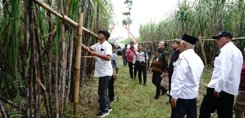 Bupati Malang M Sanusi melirik potensi tebu varietas Cening yang sedang naik daun di Banyuwangi dan ingin mengembangkannya
