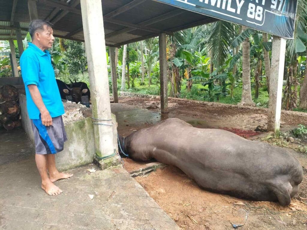 Seorang pria berdiri di samping hewan kurban sapi yang telah disembelih di bawah atap terbuka, dengan latar belakang pohon kelapa dan area perdesaan doa kurban lengkap.