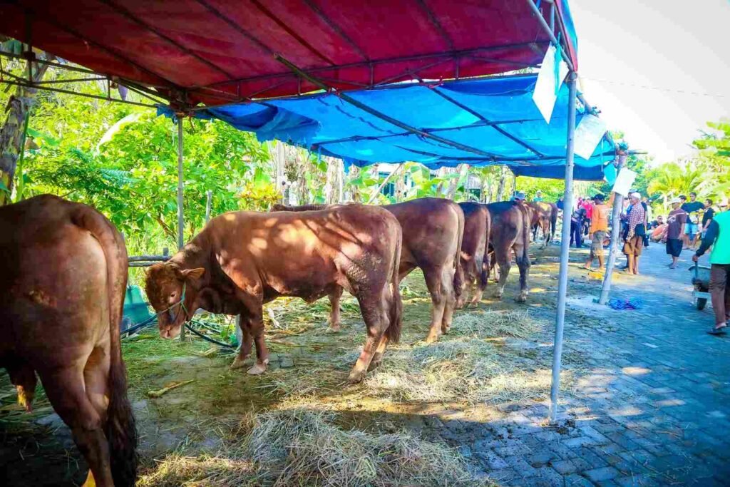 Deretan sapi kurban berada di bawah tenda biru dan merah, dijaga dan dirawat oleh warga menjelang Idul Adha di lingkungan perkampungan. doa kurban lengkap