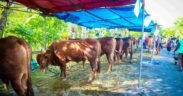 Deretan sapi kurban berada di bawah tenda biru dan merah, dijaga dan dirawat oleh warga menjelang Idul Adha di lingkungan perkampungan. doa kurban lengkap