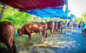 Deretan sapi kurban berada di bawah tenda biru dan merah, dijaga dan dirawat oleh warga menjelang Idul Adha di lingkungan perkampungan. doa kurban lengkap