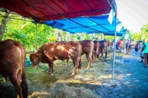 Panduan Kurban Doa Kurban Lengkap Sampai Cara Memotong Hewan Sesuai Syariat