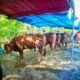 Deretan sapi kurban berada di bawah tenda biru dan merah, dijaga dan dirawat oleh warga menjelang Idul Adha di lingkungan perkampungan. doa kurban lengkap