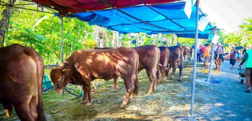 Deretan sapi kurban berada di bawah tenda biru dan merah, dijaga dan dirawat oleh warga menjelang Idul Adha di lingkungan perkampungan. doa kurban lengkap