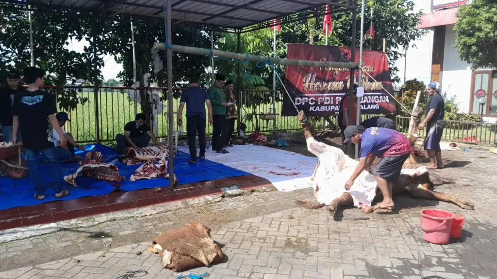DPC PDIP Kabupaten Malang melaksanakan penyembelihan hewan kurban dalam rangka Idul adha 1446 H pada Sabtu, 7 Juni 2025.
