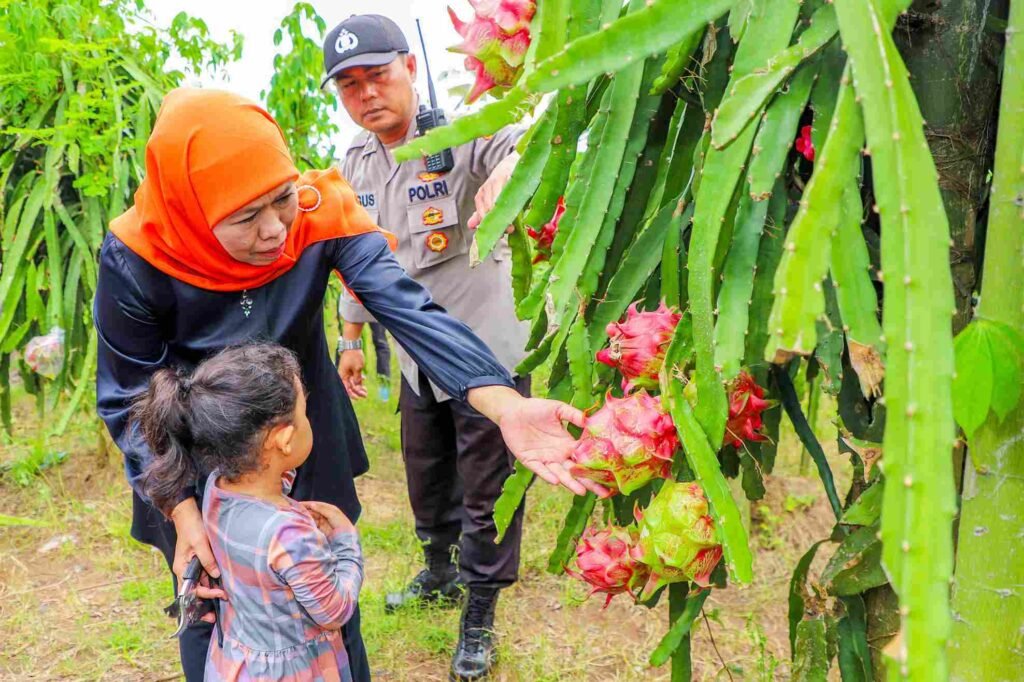 khofifah bersama anak kecil sedang melihat buah naga di jatim kunjungan wisatawan asing