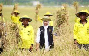 Dari data BPS per 2 Juni 2025, potensi produksi padi Jatim pada periode Januari–Juli 2025 diperkirakan mencapai 8.784.027 ton