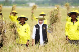 Produksi Padi Jatim Januari–Juli 2025 Nyaris Tembus 9 Juta Ton