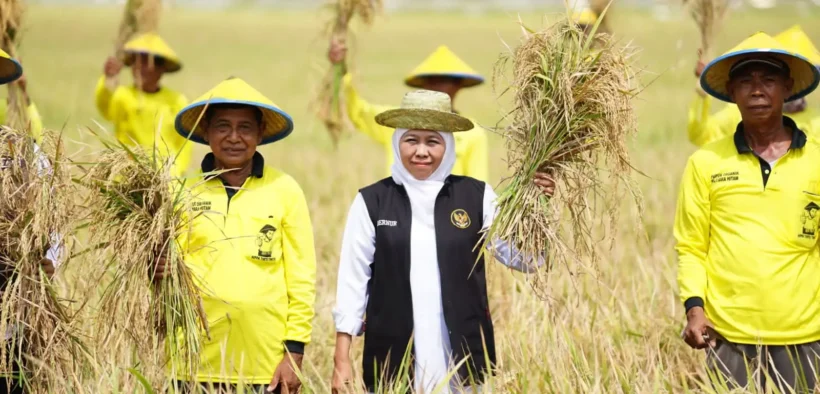 Dari data BPS per 2 Juni 2025, potensi produksi padi Jatim pada periode Januari–Juli 2025 diperkirakan mencapai 8.784.027 ton