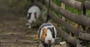 Tradisi Karapan Marmot