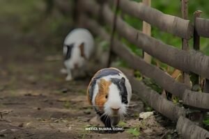 Tradisi Unik Karapan Marmot dari Probolinggo Menyambut Musim Kemarau