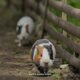 Tradisi Karapan Marmot