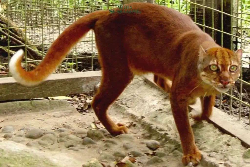 Seekor kucing merah Kalimantan (Catopuma badia), salah satu spesies paling misterius dan langka di dunia, kembali terekam kamera pengintai.