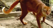 Seekor kucing merah Kalimantan (Catopuma badia), salah satu spesies paling misterius dan langka di dunia, kembali terekam kamera pengintai.