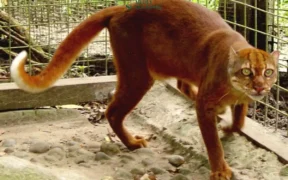 Seekor kucing merah Kalimantan (Catopuma badia), salah satu spesies paling misterius dan langka di dunia, kembali terekam kamera pengintai.