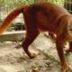 Seekor kucing merah Kalimantan (Catopuma badia), salah satu spesies paling misterius dan langka di dunia, kembali terekam kamera pengintai.