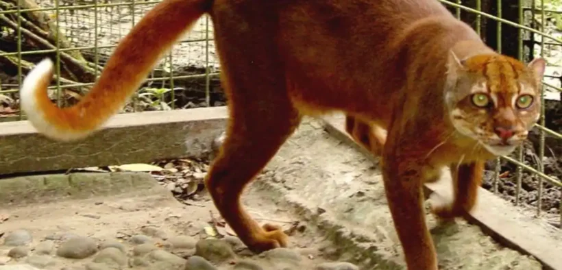 Seekor kucing merah Kalimantan (Catopuma badia), salah satu spesies paling misterius dan langka di dunia, kembali terekam kamera pengintai.
