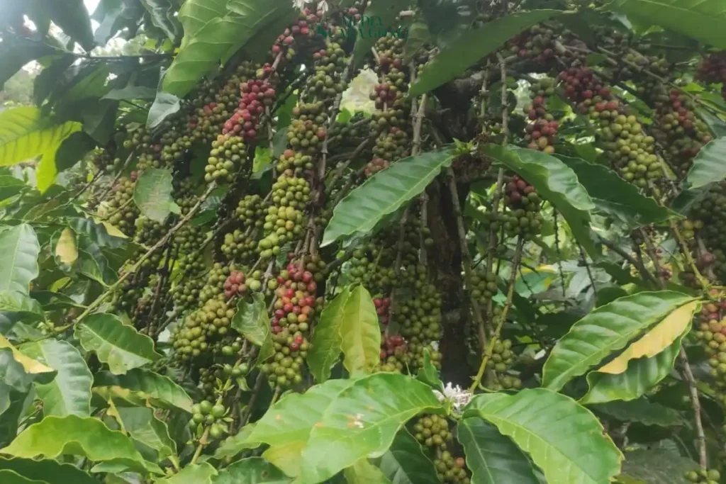 Bangkitkan Potensi Kopi Argoyuwono: Warisan Sejak Zaman Belanda