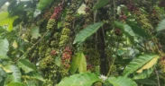 Kejayaan kopi Argoyuwono yang ada Sejak Jaman Hindia Belanda (Sur)