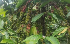 Kejayaan kopi Argoyuwono yang ada Sejak Jaman Hindia Belanda (Sur)